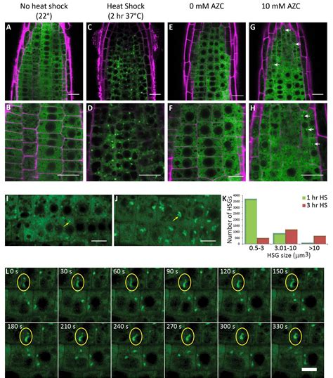 New findings on GFP.